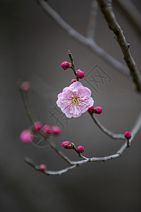 古风素材梅花梅花背景