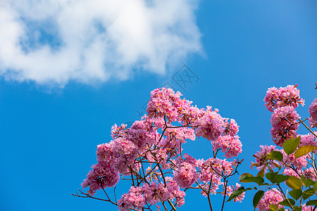 春色浪漫春天粉色浪漫紫色风铃花背景