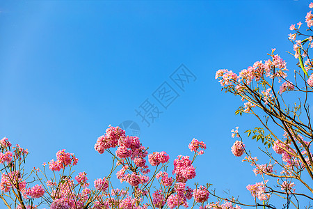 春色浪漫春天粉色浪漫紫色风铃花背景