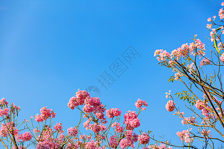 春天粉色浪漫紫色风铃花绽放高清图片素材