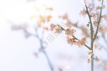 春天梅花春天风景高清图片