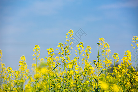 田园春色春天油菜花开背景