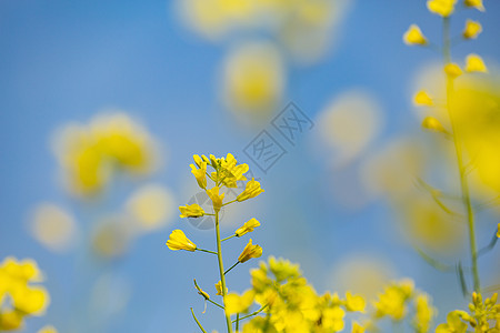 油菜花瓣春天油菜花开背景