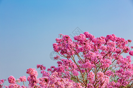 春天粉色浪漫紫色风铃花图片