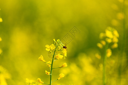 油菜花瓣春天油菜花开背景