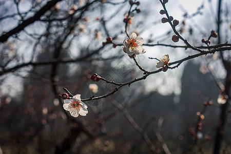 梅花图片