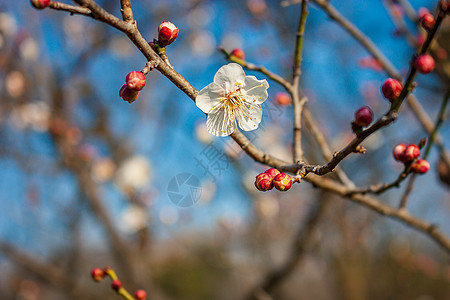 梅花图片