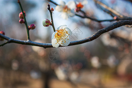 梅花图片