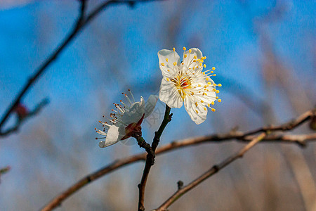 梅花图片