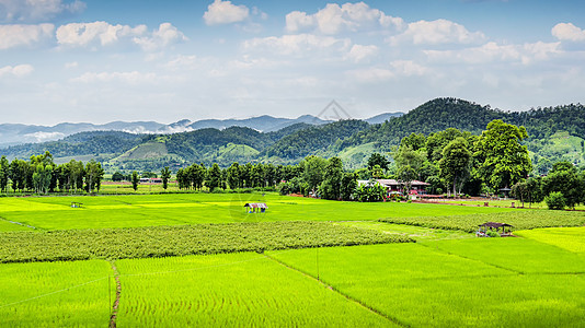 泰国热带水稻农田图片