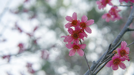 樱花图片