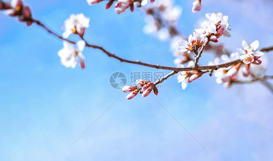 桃花盛开特写图片