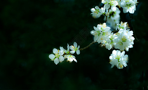 桃花盛开特写花蕊高清图片