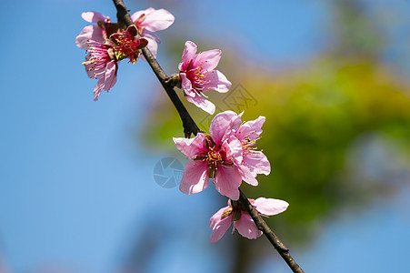    春天盛开的桃花图片