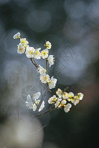 南京梅花山梅花图片