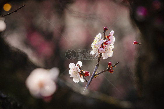 南京梅花山梅花图片