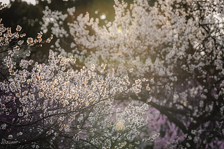 南京梅花山梅花图片