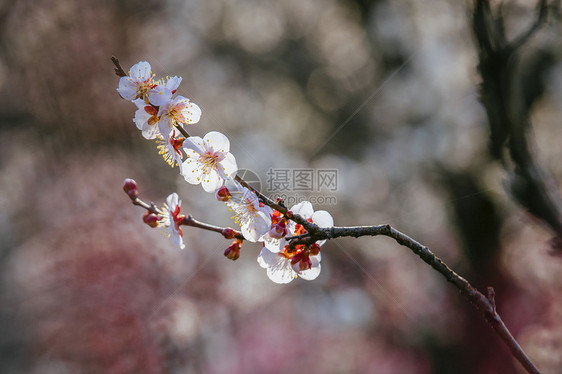 南京梅花山梅花图片