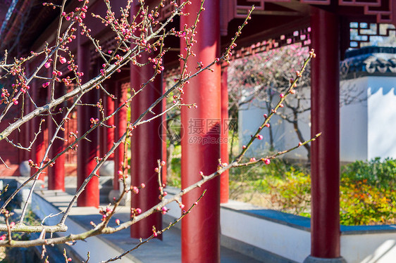 梅花与古建筑图片