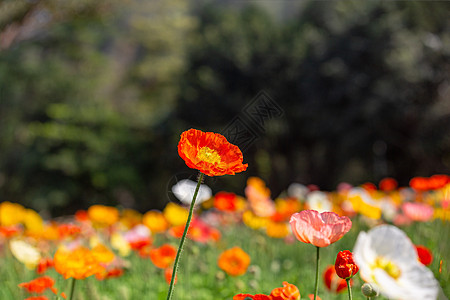 春花虞美人图片