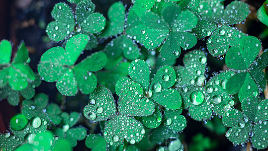 植物上的雨水图片