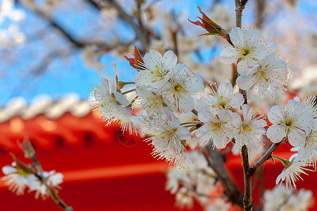 樱桃花与古建筑图片