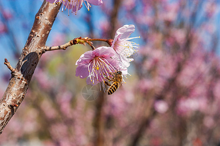 鹿与梅花梅花与蜜蜂背景