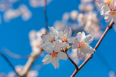 樱花图片