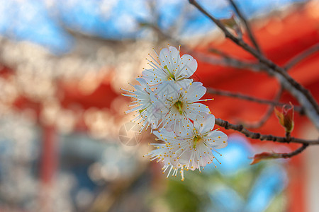 樱桃花与古建筑图片