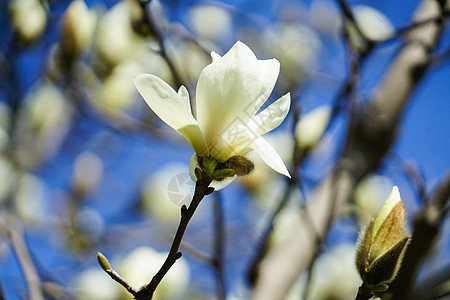 初春盛开的白玉兰背景图片
