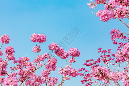 粉色海春天粉色浪漫紫色风铃花背景