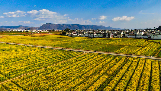 古镇风景云南大理喜洲古镇油菜花背景