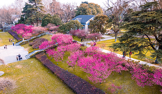 梅花剪纸春天南京玄武湖梅花隧道航拍背景