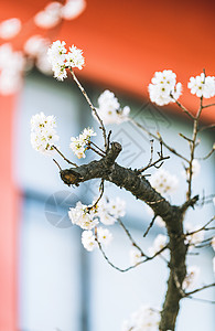 春天南京玄武湖樱洲樱桃花背景图片