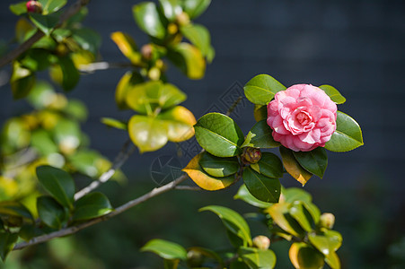 山茶花图片