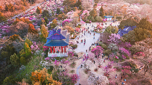 春天南京明孝陵景区梅花山的梅花图片