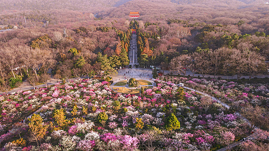 春天南京明孝陵景区梅花山的梅花图片