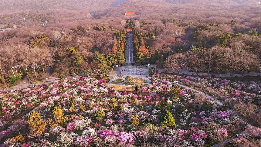 春天南京明孝陵景区梅花山的梅花 第1页