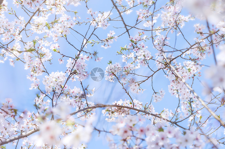 日系白色樱花图片