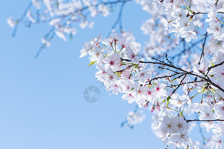 樱花花朵清新白背景高清图片