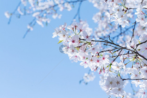 樱花花朵图片