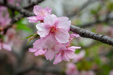 桃花绿叶早春桃花背景