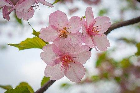 桃花绿叶早春桃花背景