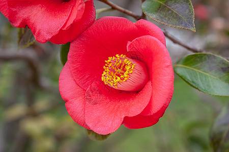 山茶花图片