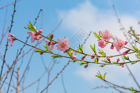 淡粉色早春桃花背景