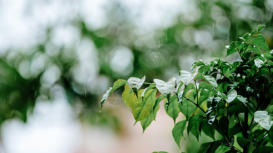 雨滴雨水谷雨背景