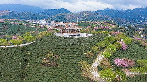 春季自然风光福建漳平永福樱花园图片