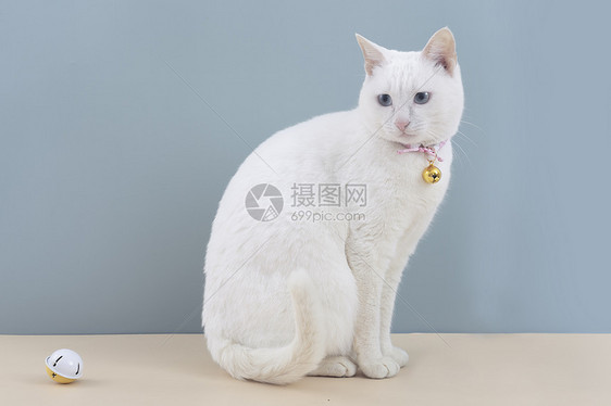 清新小猫咪肥猫白猫动物图片