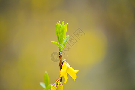 花色迎春花盛开图片