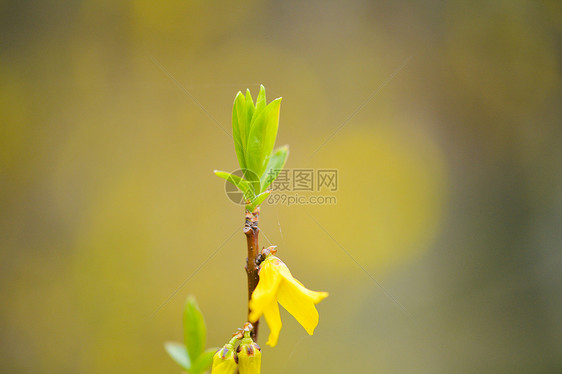 花色迎春花盛开图片